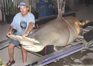 Record Hammerhead Shark