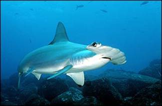 Scalloped Hammerhead Shark