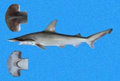 ScoopHead Shark