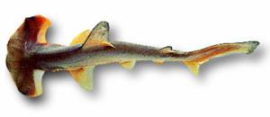 Smalleye Hammerhead