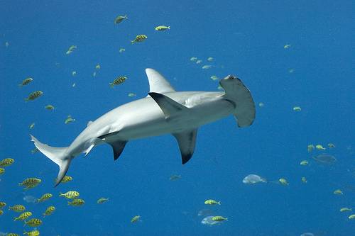 Smooth Hammerhead Shark
