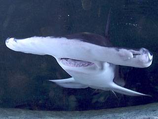 Smooth Hammerhead Sharks