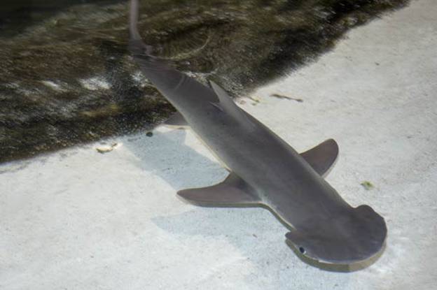Winghead Shark