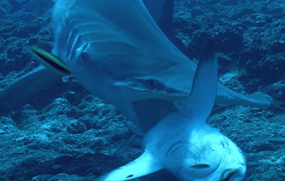 Hammerhead Shark Eating