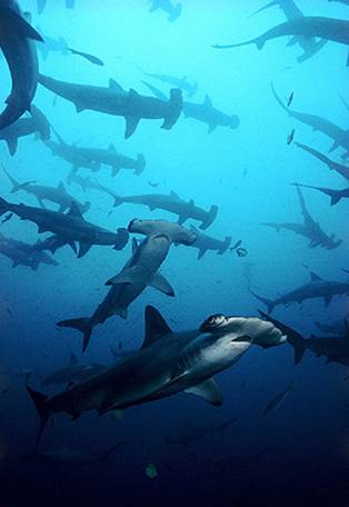 School of Hammerheads