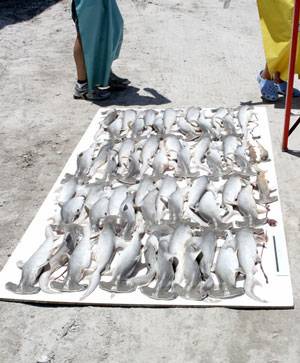 Small Hammerhead Sharks